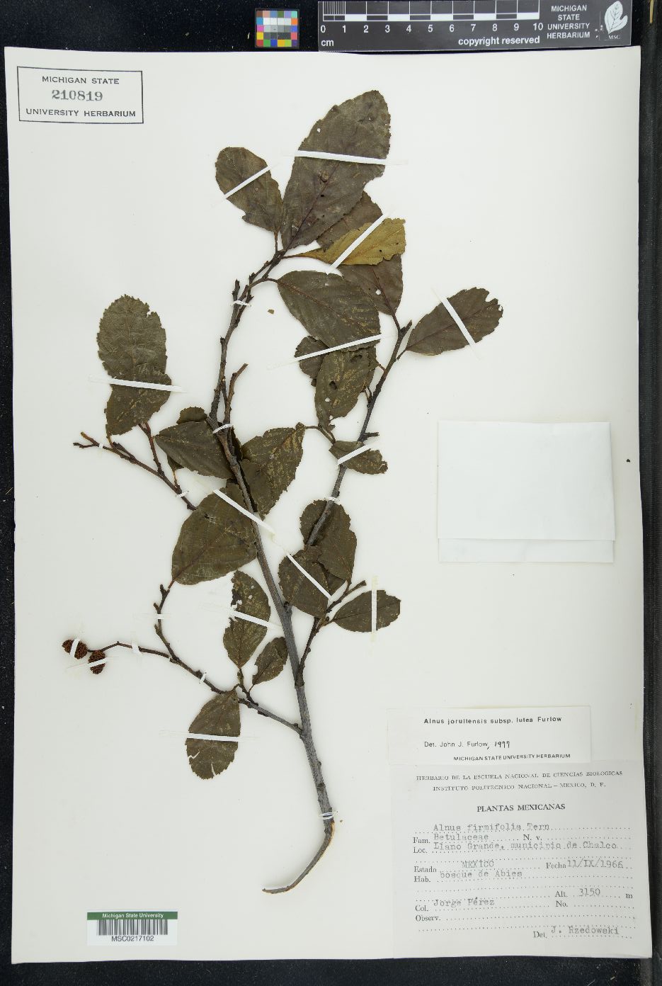 Alnus jorullensis image