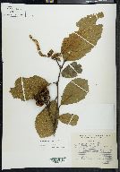 Alnus jorullensis image