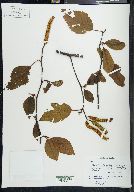 Alnus oblongifolia image