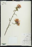 Cirsium conspicuum image