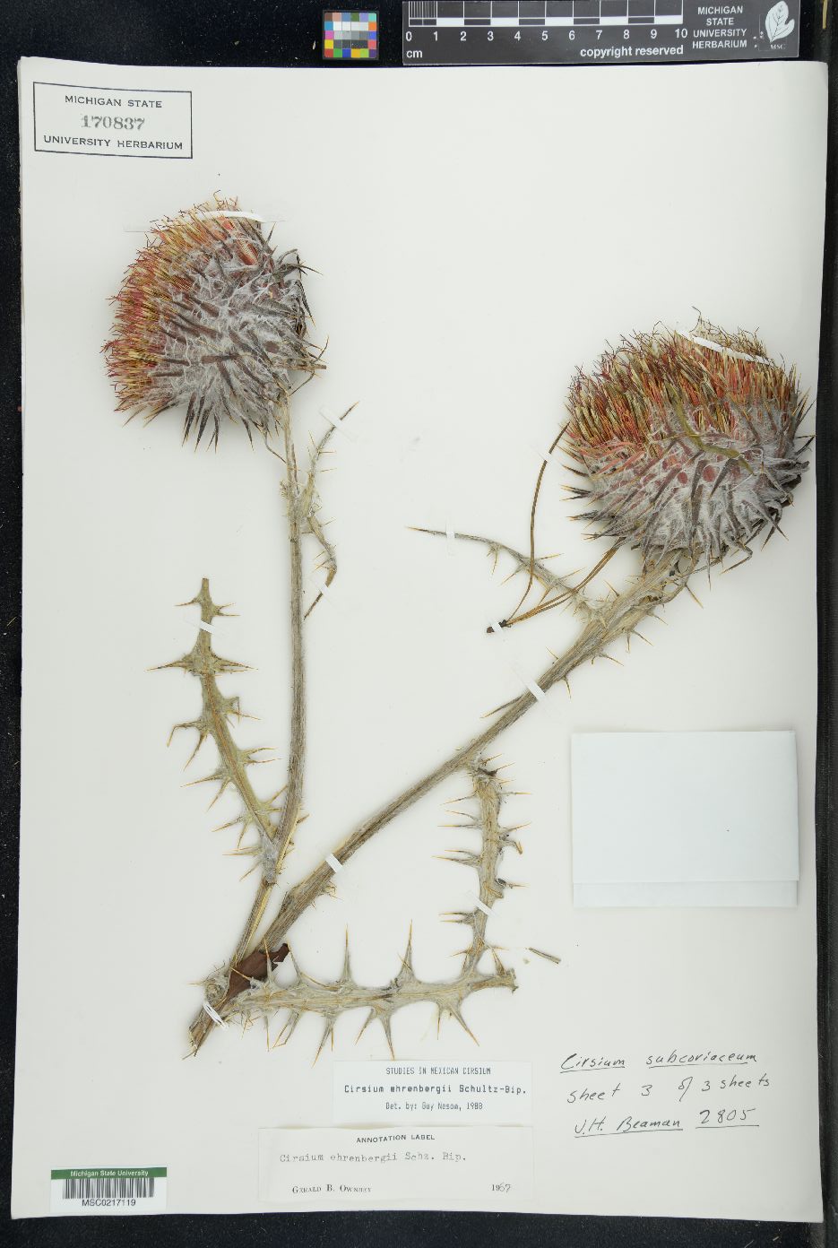 Cirsium ehrenbergii image