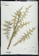 Cirsium ehrenbergii image