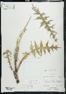 Cirsium ehrenbergii image