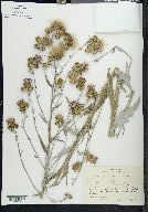 Cirsium excelsius image
