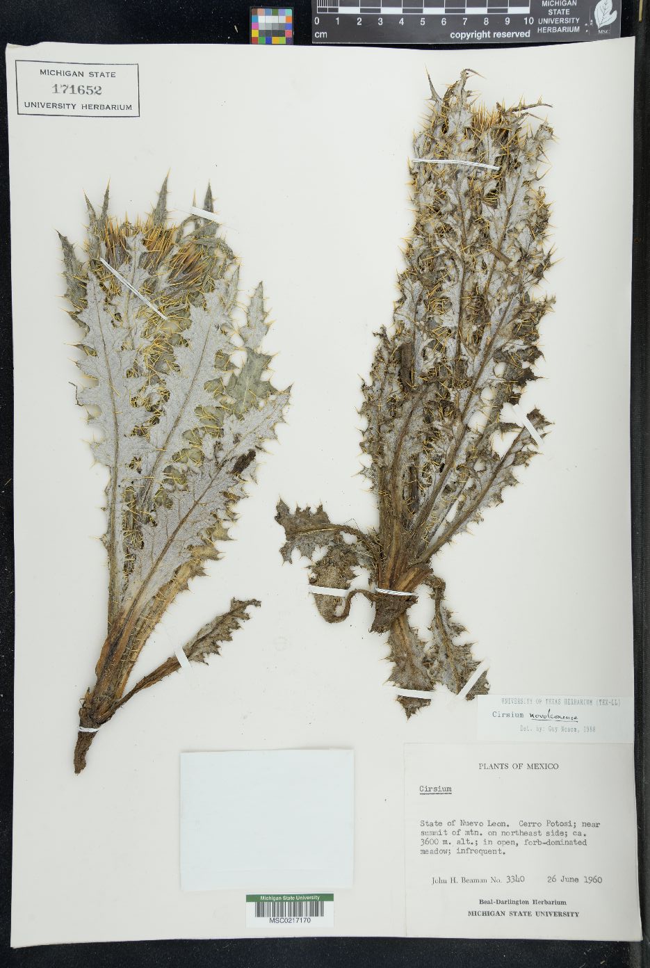 Cirsium novoleonense image