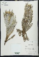 Cirsium novoleonense image