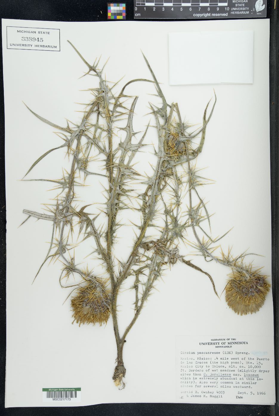 Cirsium pascuarense image