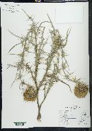Image of Cirsium pascuarense
