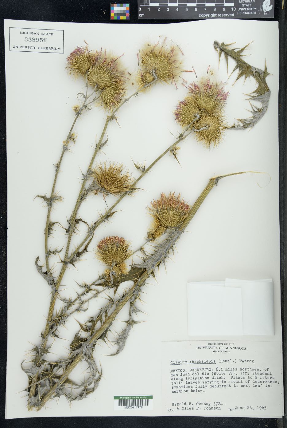 Cirsium rhaphilepis image