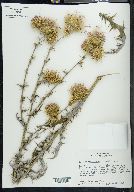 Cirsium rhaphilepis image