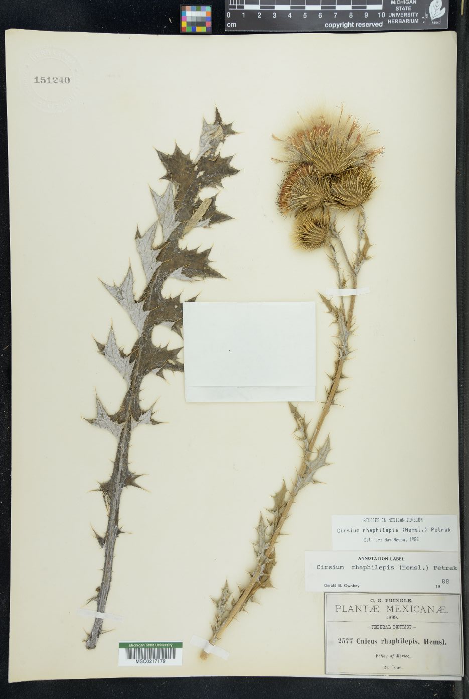 Cirsium rhaphilepis image