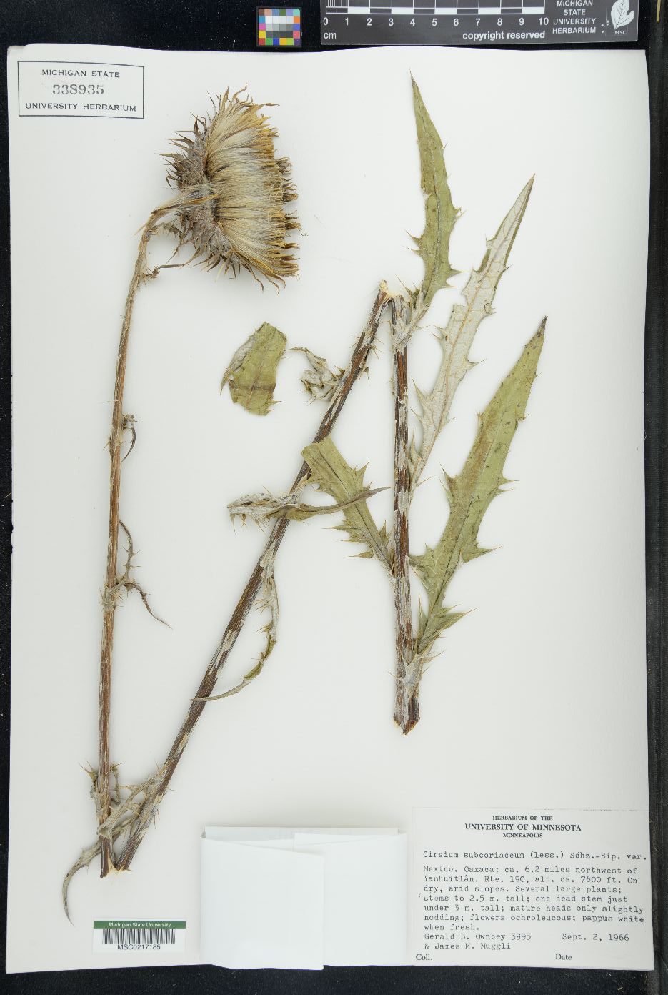 Cirsium subcoriaceum image