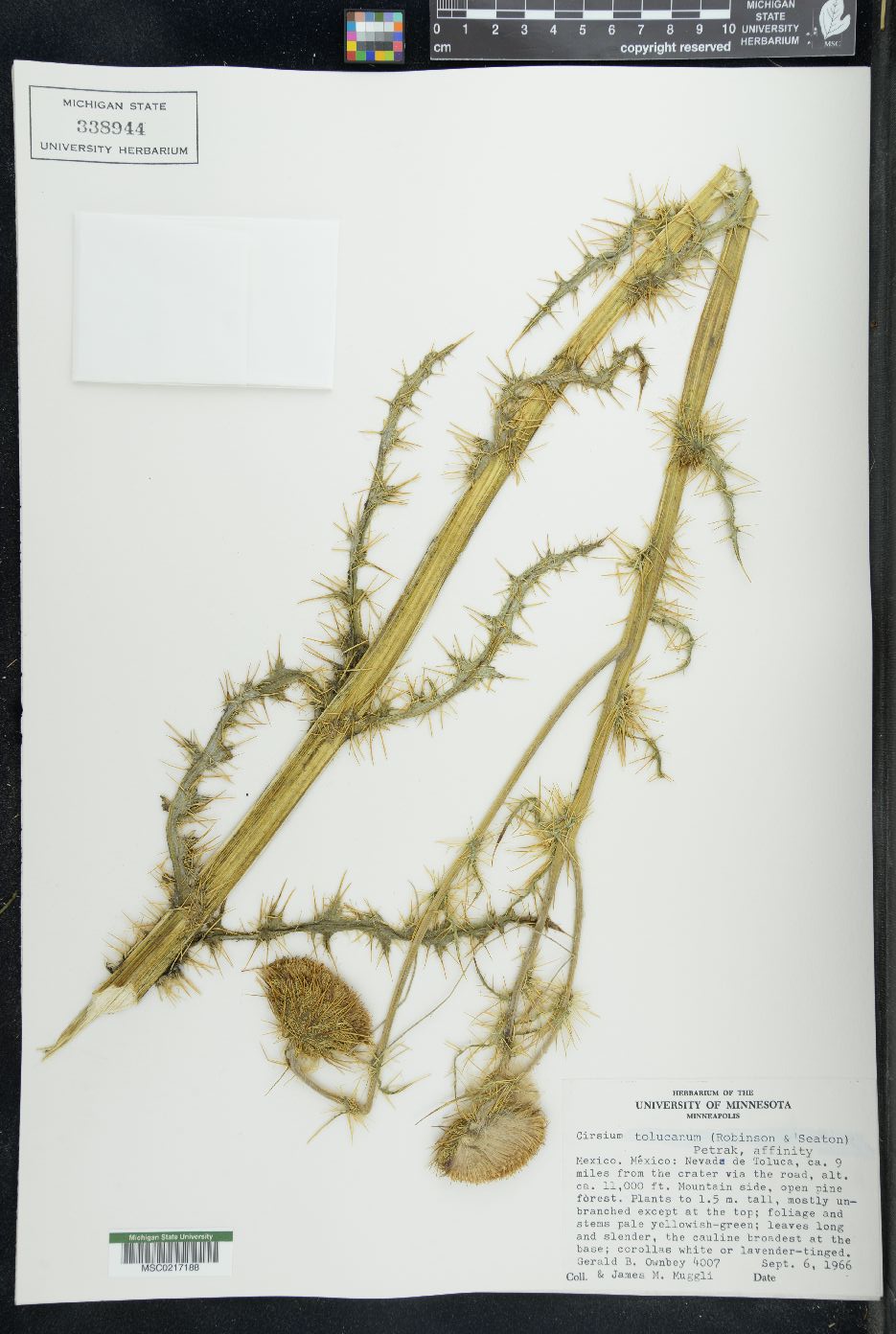 Cirsium tolucanum image