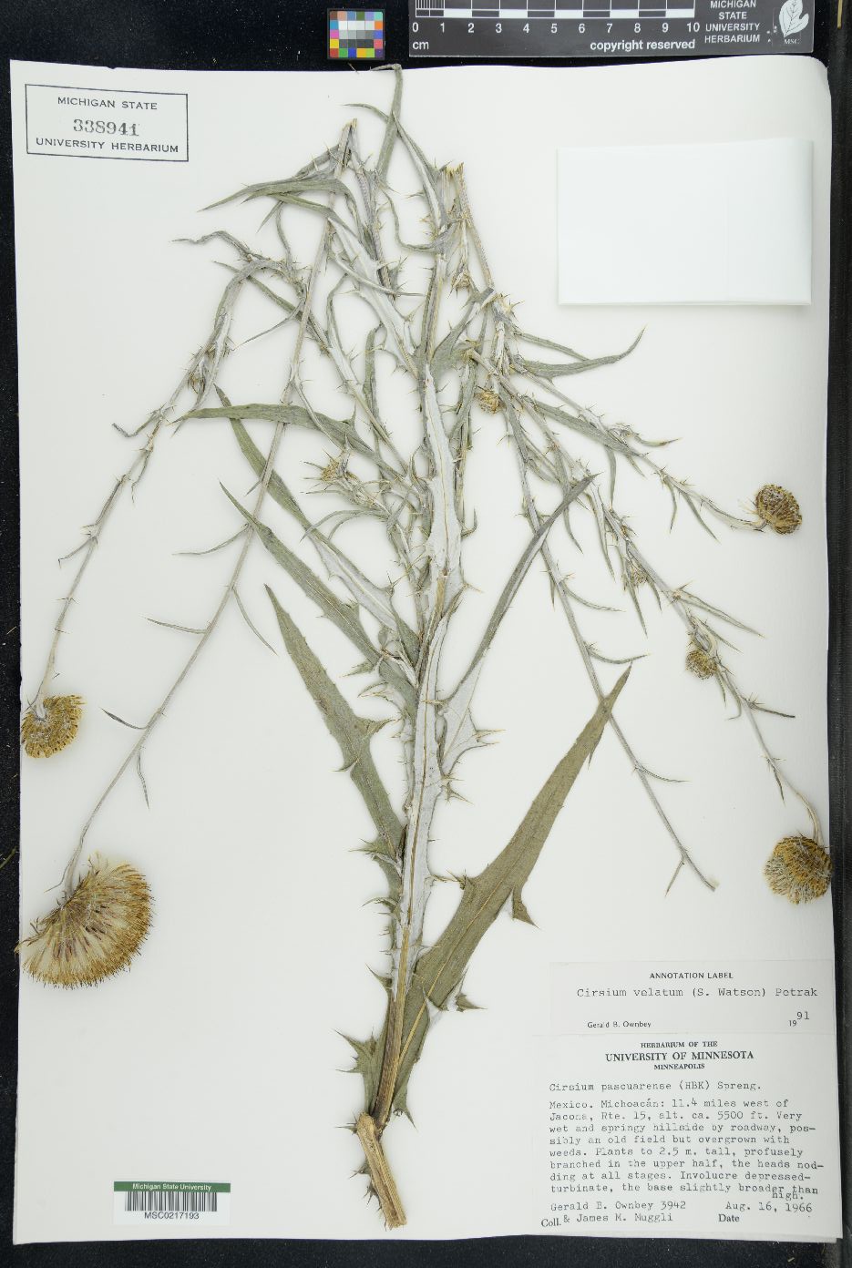 Cirsium velatum image