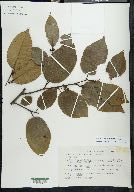 Frangula capreifolia image