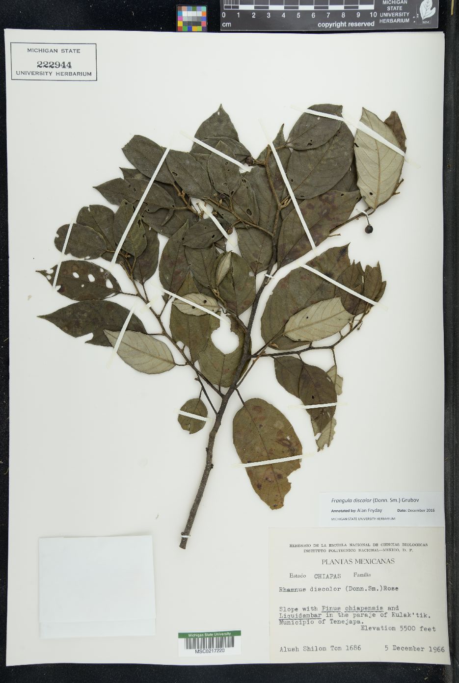 Frangula discolor image