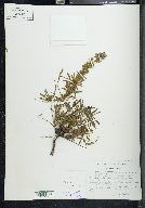 Lupinus aschenbornii image