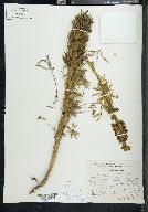 Lupinus aschenbornii image