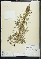 Lupinus aschenbornii image