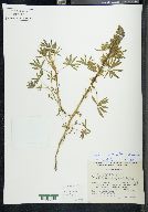 Lupinus aschenbornii image