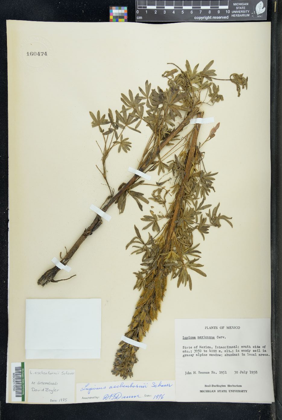 Lupinus aschenbornii image