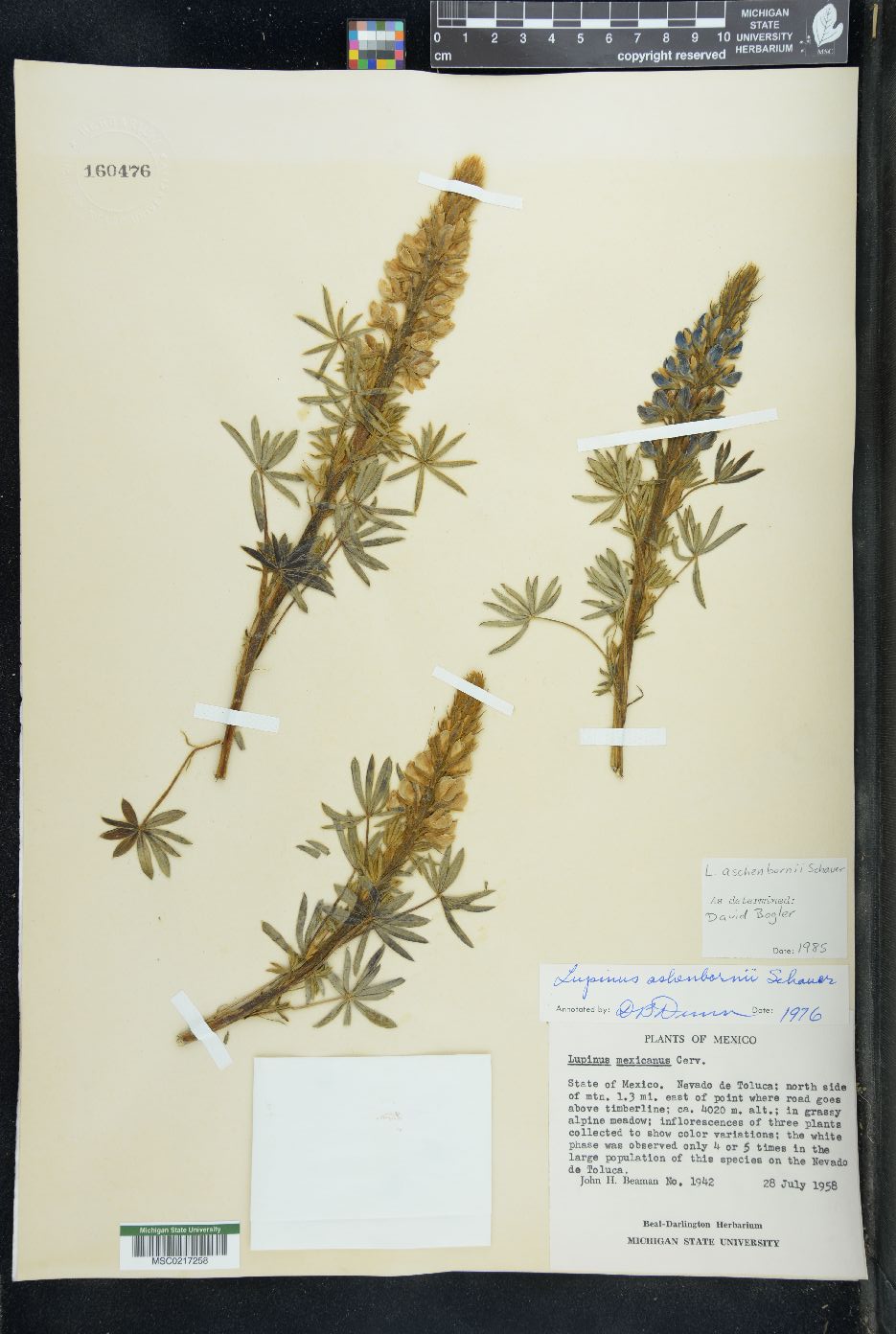 Lupinus aschenbornii image