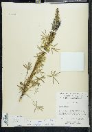 Lupinus aschenbornii image