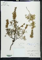 Lupinus aschenbornii image