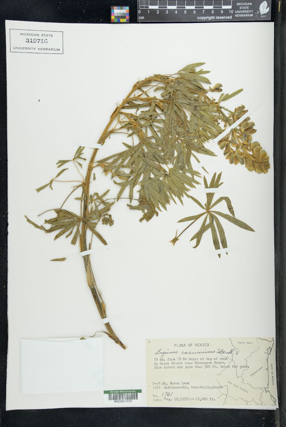Lupinus cacuminis image