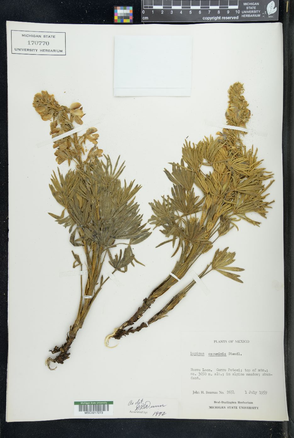 Lupinus cacuminis image