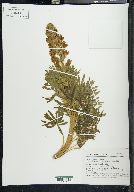 Lupinus cacuminis image