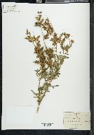 Lupinus campestris image