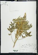 Lupinus campestris image