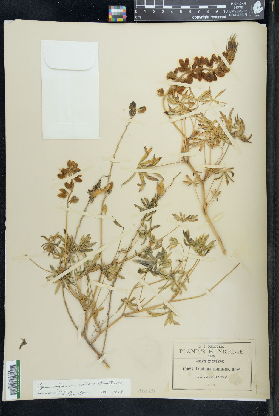 Lupinus confusus image