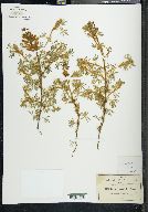 Lupinus geophilus image