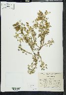 Lupinus geophilus image
