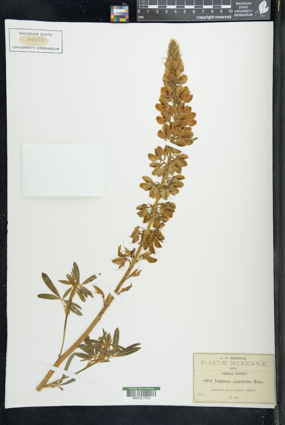 Lupinus giganteus image