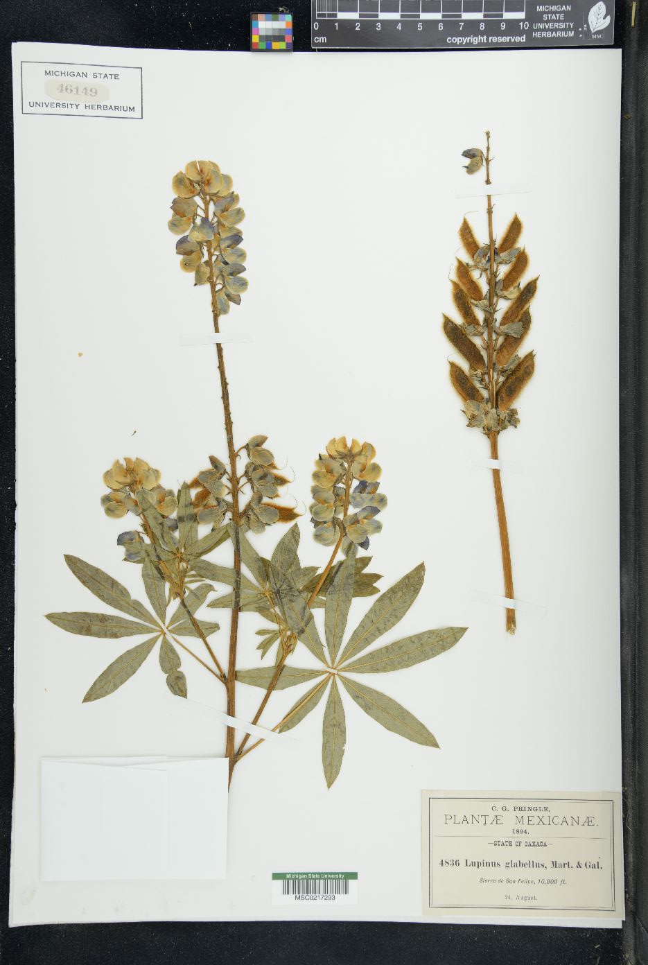 Lupinus glabellus image