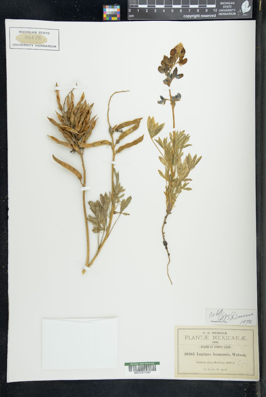 Lupinus leonensis image