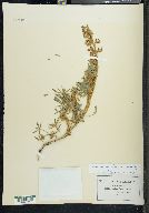Lupinus mexicanus image