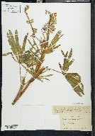 Lupinus montanus image
