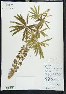 Lupinus montanus image