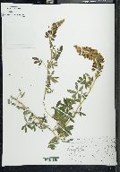 Lupinus splendens image