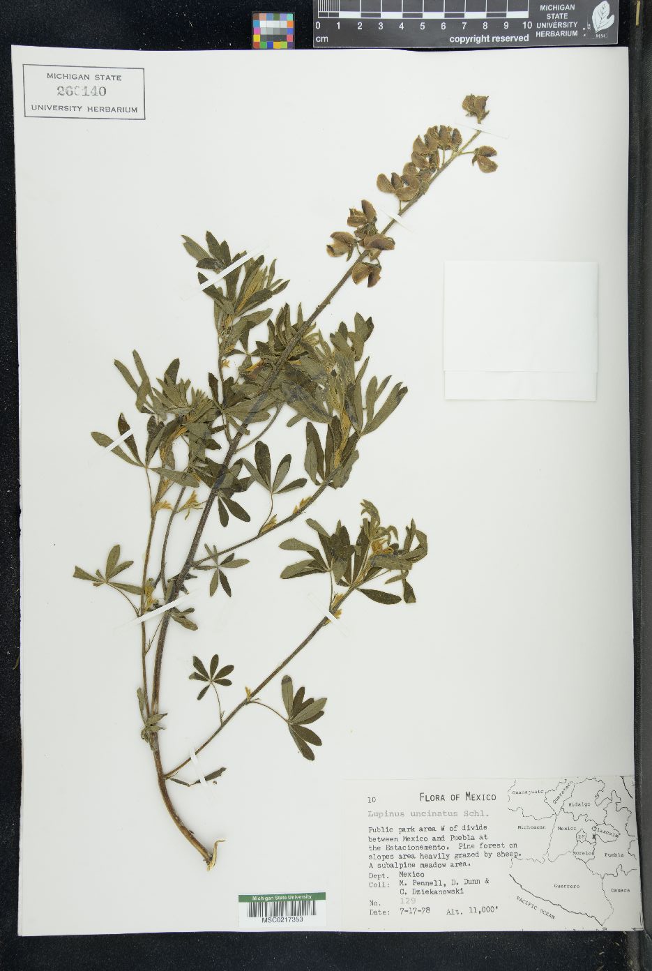 Lupinus uncinatus image