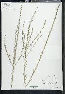 Lythrum californicum image