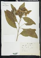 Pluchea odorata image