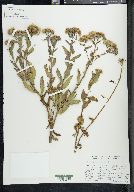 Pluchea odorata image