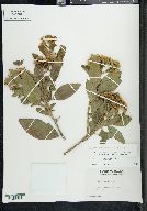 Pluchea carolinensis image