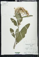 Pluchea carolinensis image