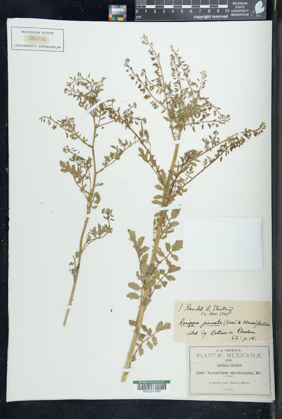 Rorippa pinnata image